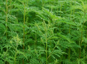 Осторожно! Амброзия!