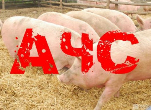 Внимание! Африканская чума свиней.