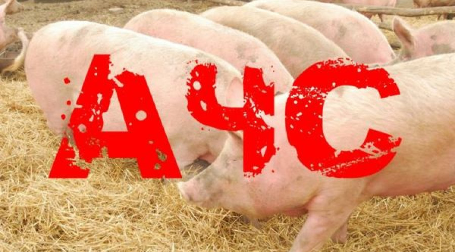 Внимание! Африканская чума свиней.